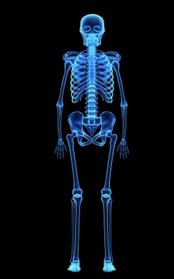 Xray Skeleton