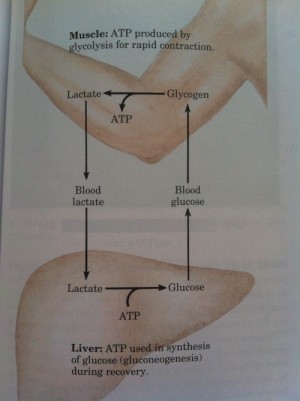 muscle atp