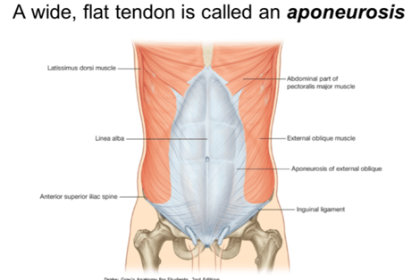 A wide, flat tendos called aponeurosis