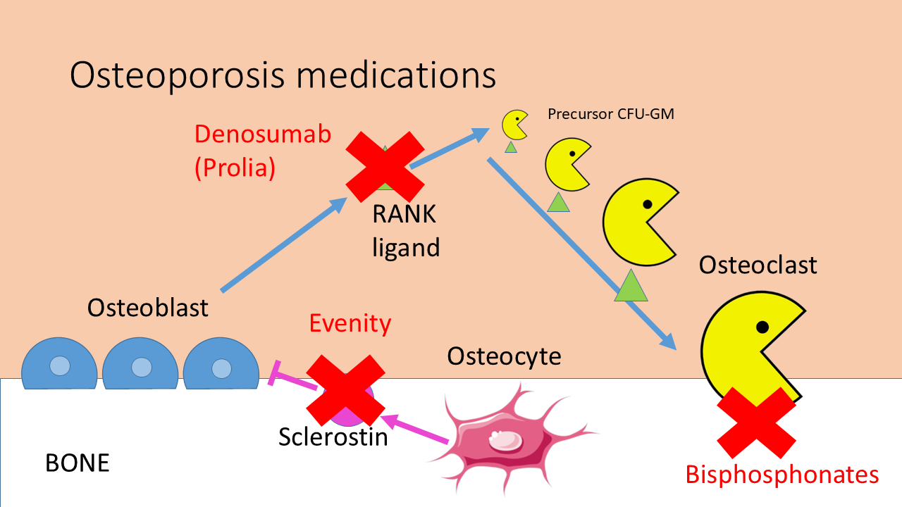 a graphic explaining osteoporosis medications  and how they work