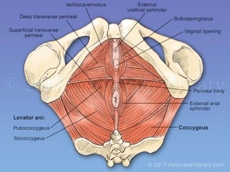 Figure 4: Pelvic Floor