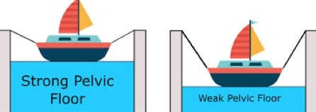 Figure 3: Pelvic Floor