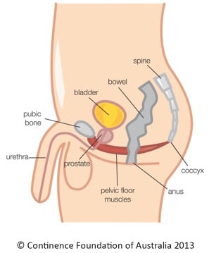 Figure 2: Pelvic Floor male